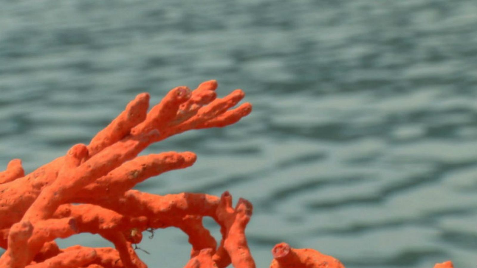 Coral rojo, la joya del mar