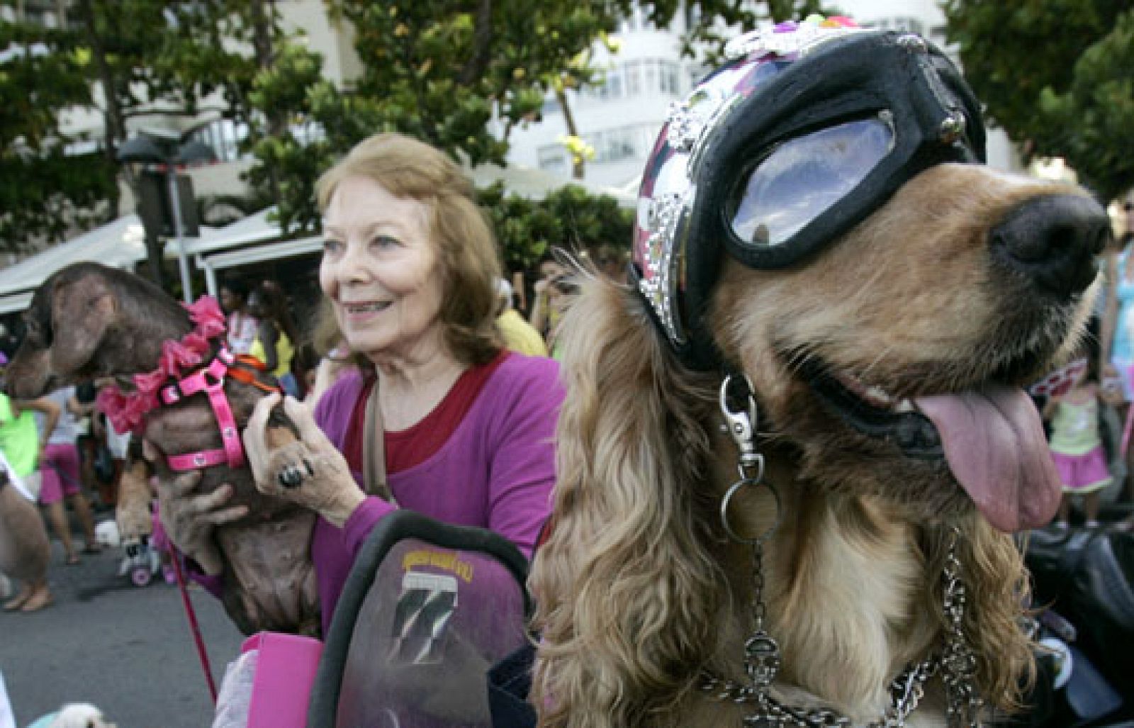 Pezuñas a ritmo de samba