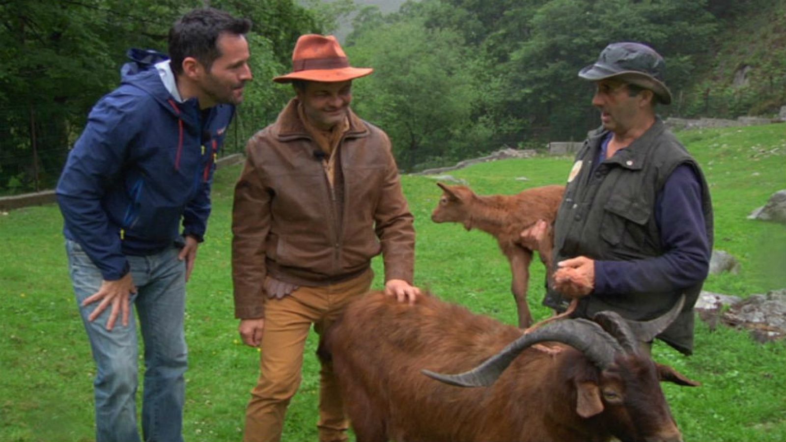 Cabra bermeya, símbolo de Asturias