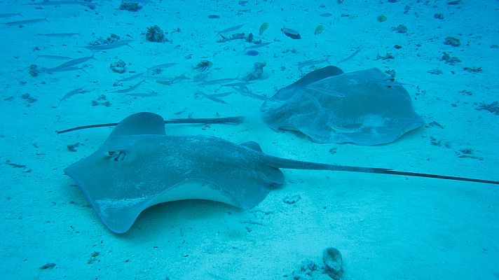 Grandes documentales - El planeta bajo el agua: El desierto bajo el agua