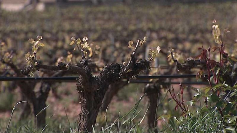 Somos #DietaMediterránea - La cuna del vino