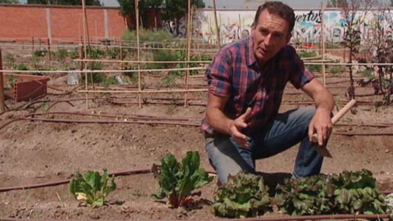 En tierra de lechugas