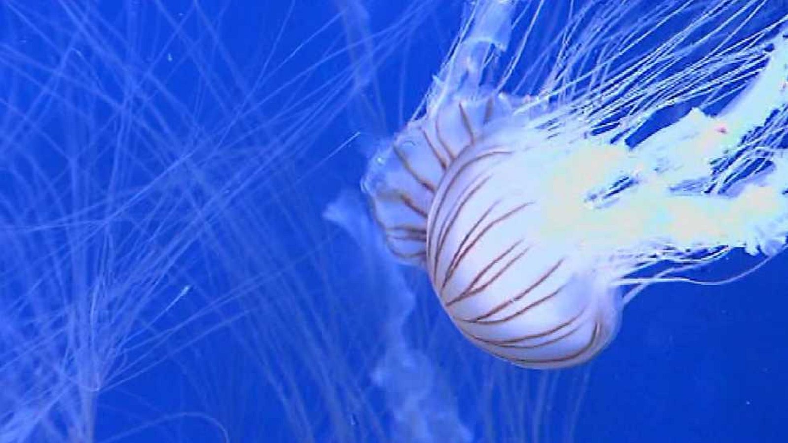 La Comunidad Valenciana en 2' - 13/07/17 - ver ahora