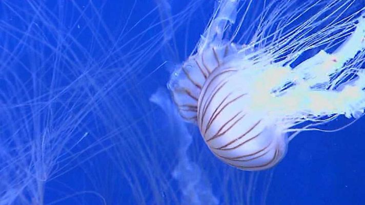 L'informatiu - Comunitat Valenciana - La Comunidad Valenciana en 2' - 13/07/17