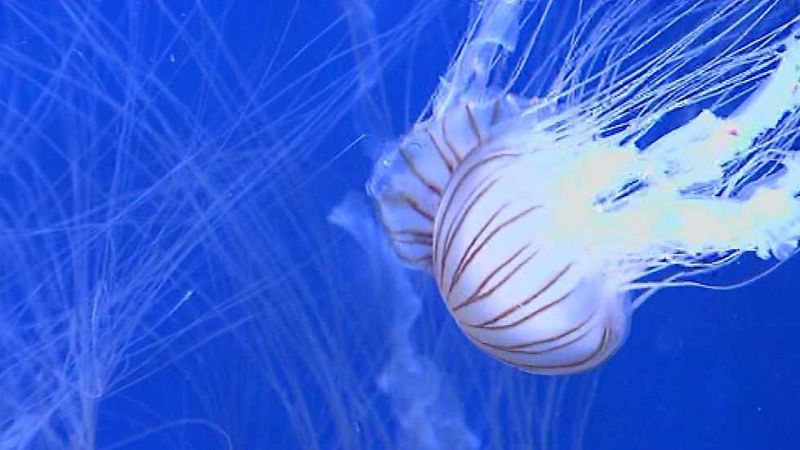 La Comunidad Valenciana en 2' - 13/07/17 - ver ahora