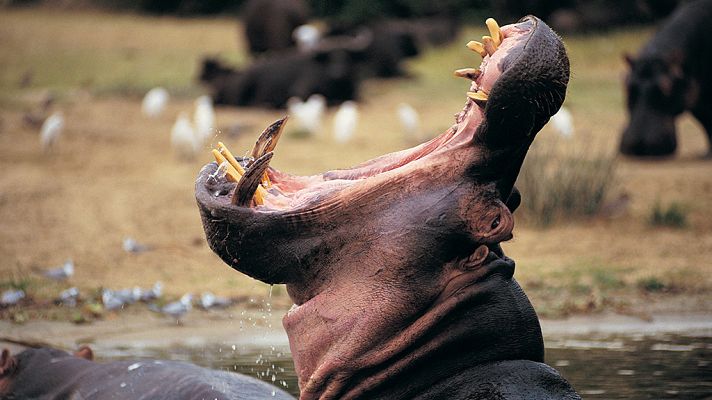 Grandes documentales - Relatos de Zambia: Pesos pesados de la Naturaleza