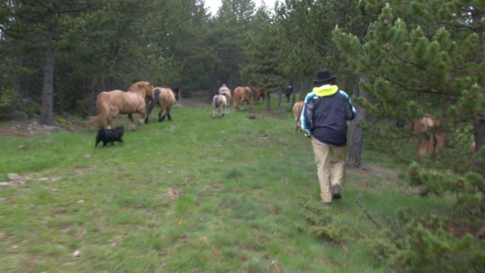 Los caballos de la Cerdanya