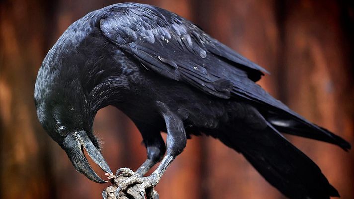 Telediario 1 - Los cuervos son capaces de planificar, como las personas y los simios