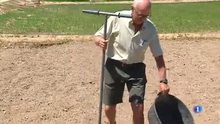 L'Informatiu - El centre IRTA ajuda als arrossaires del Delta de l'Ebre a millorar les seves collites