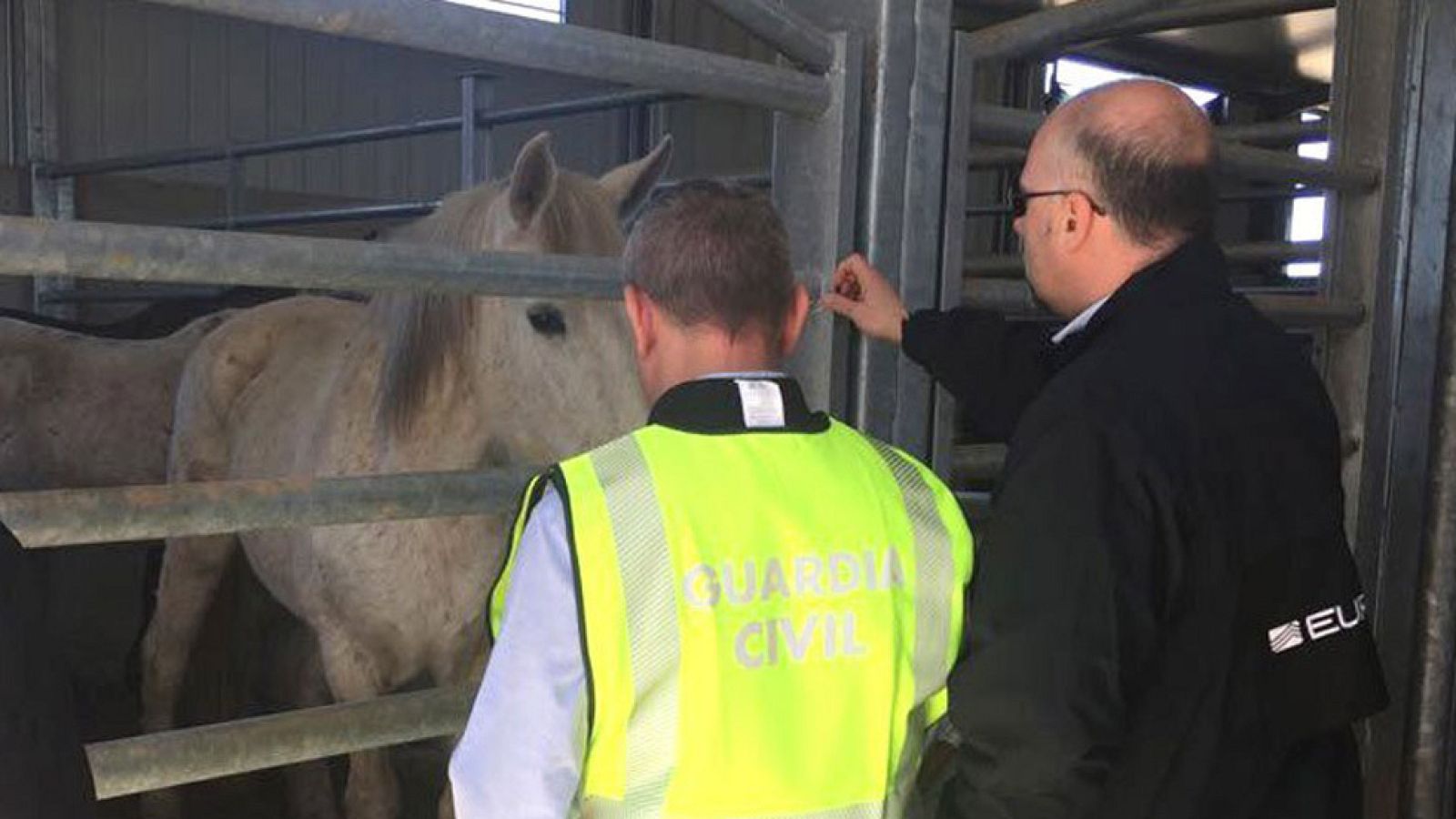 Desmantelan una red de comercialización de carne de caballo fraudulenta