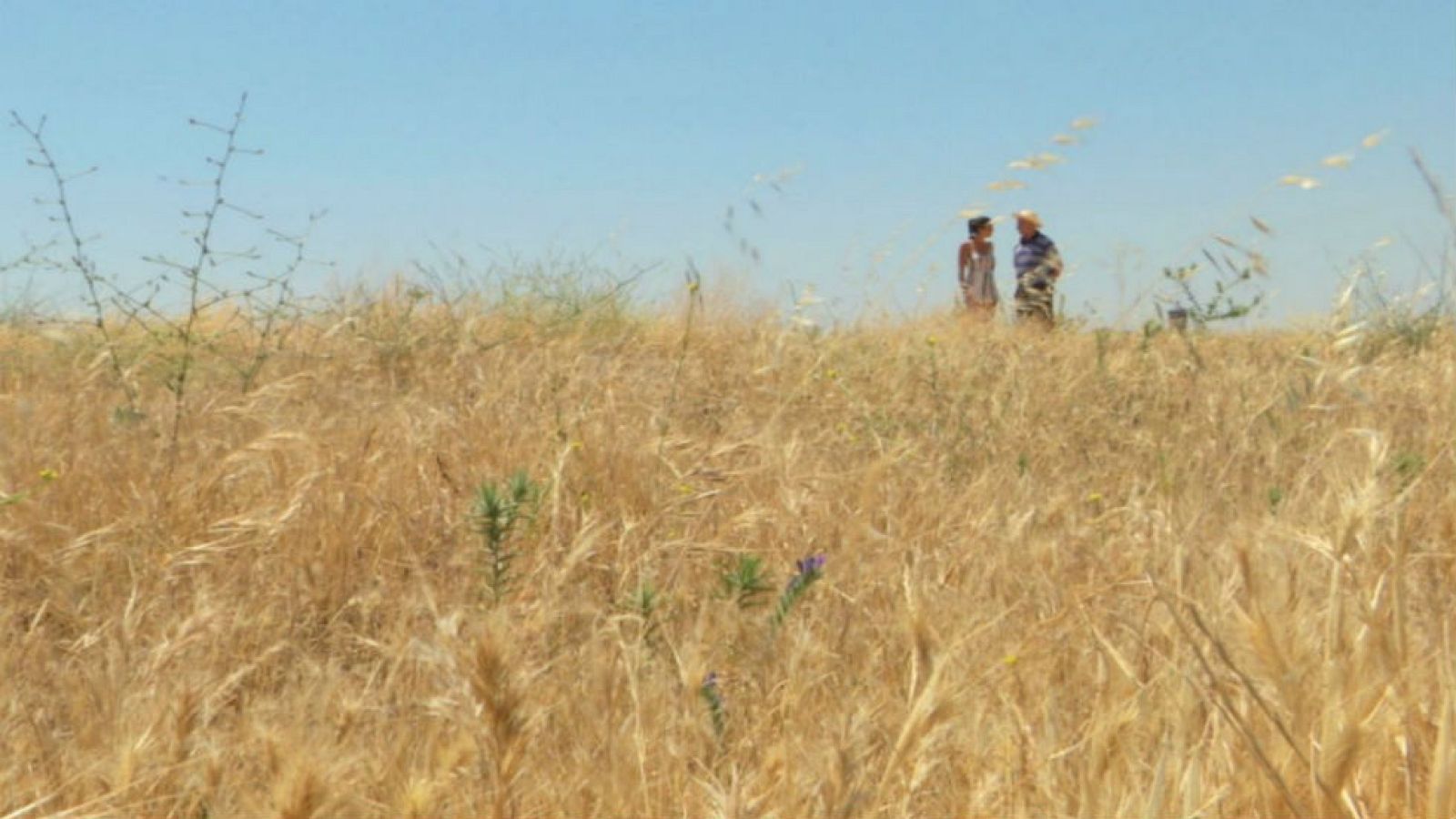 La siega tradicional con la hoz