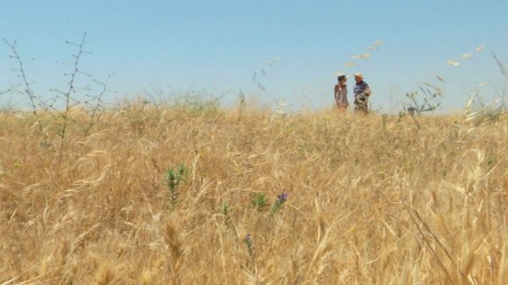 Aquí la Tierra - La siega tradicional con la hoz