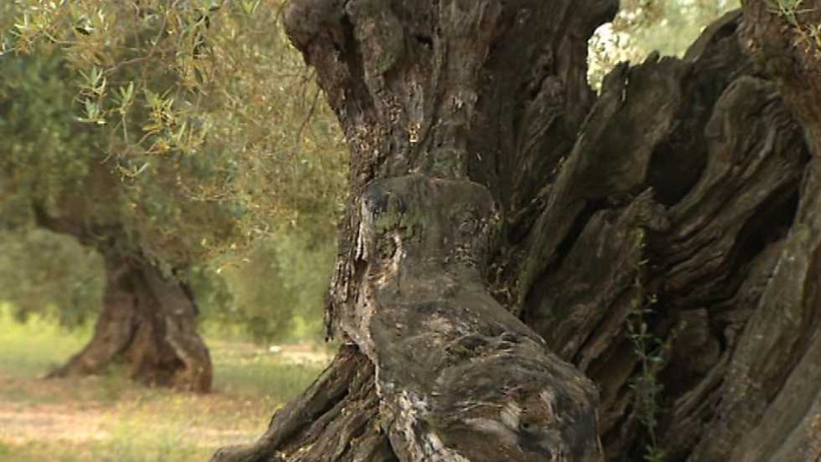 Somos #DietaMediterránea - Olivos milenarios - ver ahora