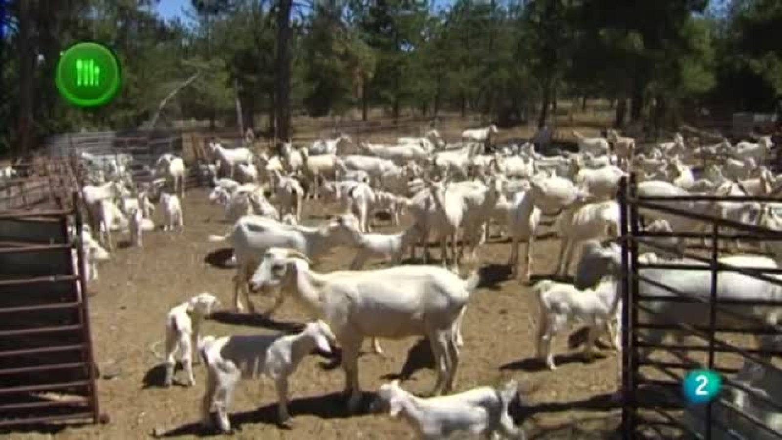 Con mucho gusto, LOGO CABRA