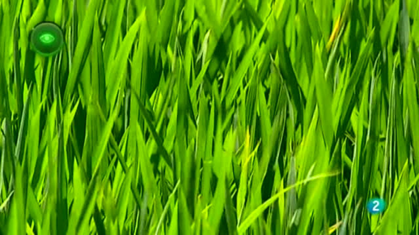 En Primer Plano, ARROZ DELTA