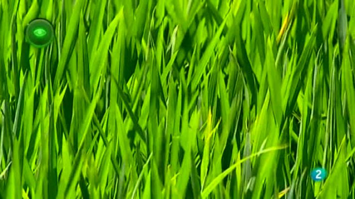 Agrosfera - ARROZ DELTA