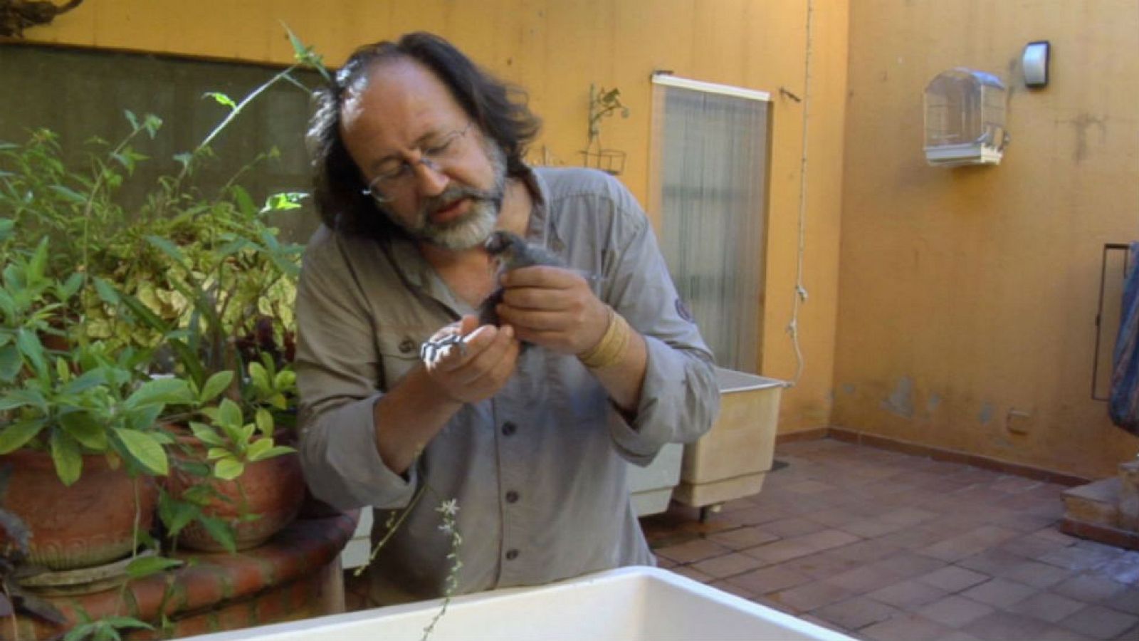 La enigmática focha moruna