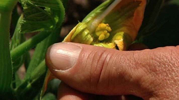 Aquí la Tierra - Hacemos de abejas en nuestra huerta