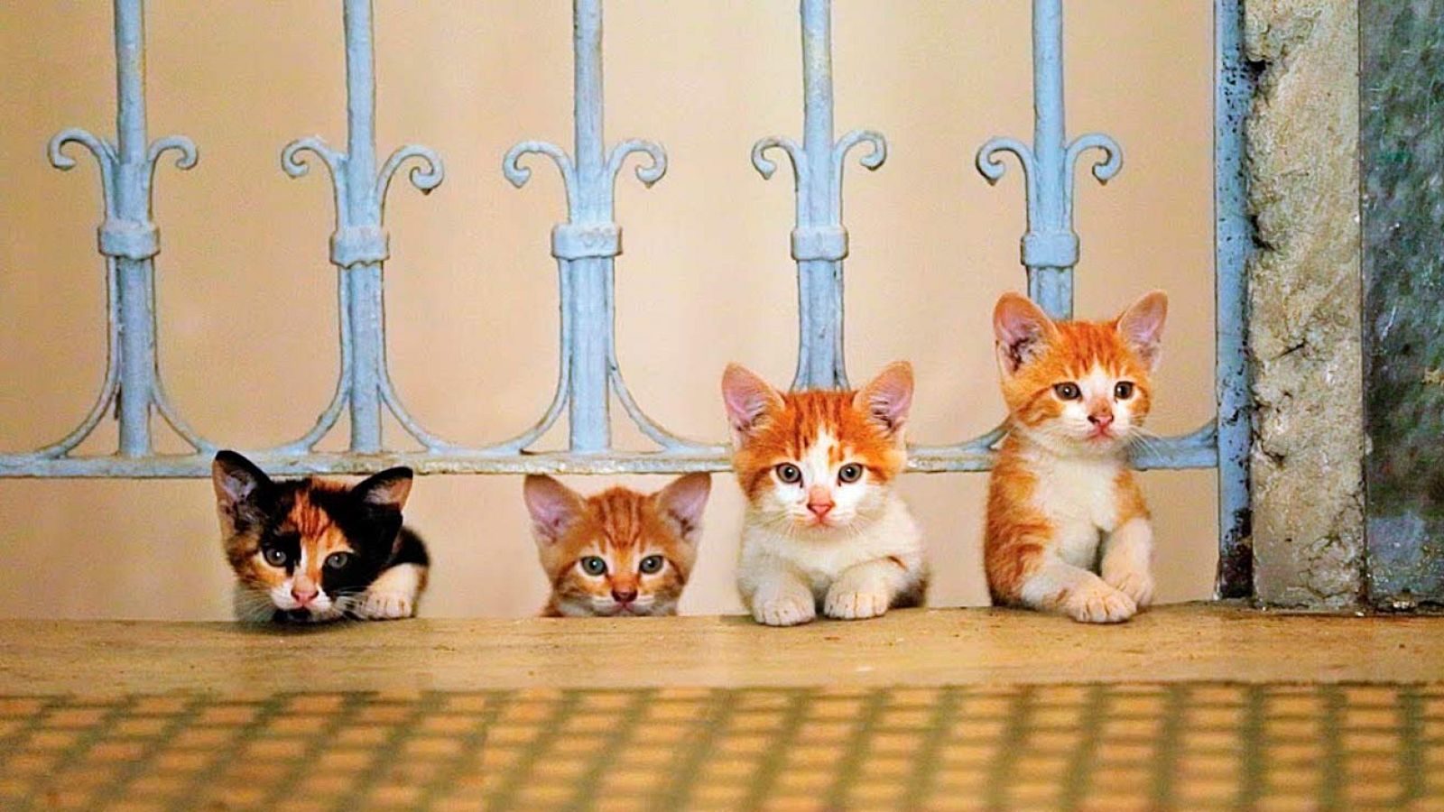 'Kedi' (Gatos de Estambul)
