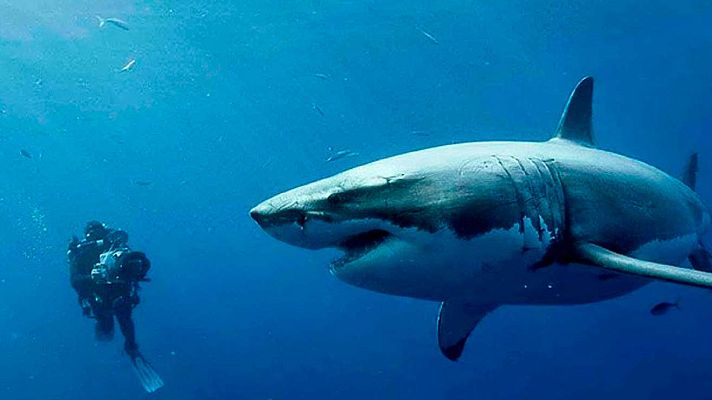 Días de cine - 'A 47 metros'