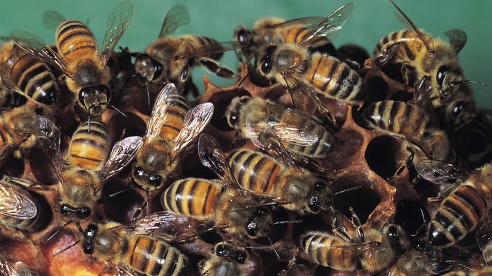 Telediario 1 - Las abejas pueden ayudar a restaurar el medio ambiente con rapidez
