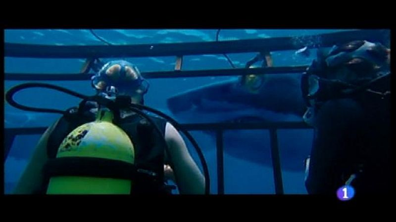 "A 47 metros", un film amb guionista mallorquí