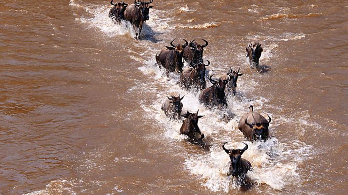 Grandes documentales - Ben Fogle. La gran migración. Episodio 3