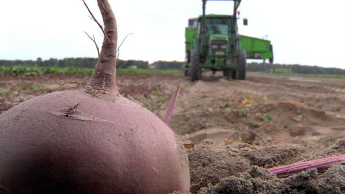 Aquí la Tierra - Remolacha, todo corazón