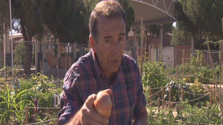 Aquí la Tierra - ¡Recogemos cebollas sin llorar!