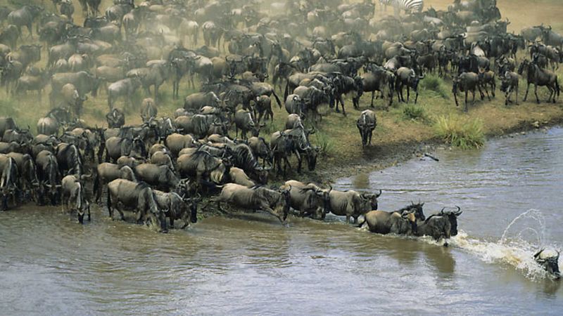 Grandes documentales - Ben Fogle. La gran migración. Episodio 4 - ver ahora