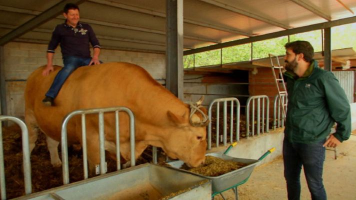 Aquí la Tierra - ¿Cuánto pesa un buey?