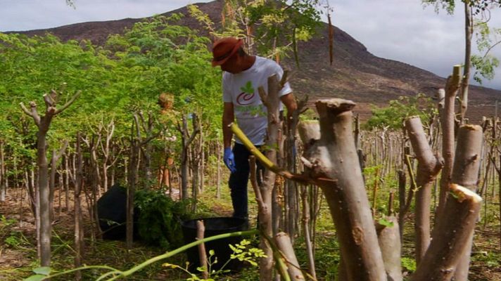 Aquí la Tierra - Moringa, un superalimento.