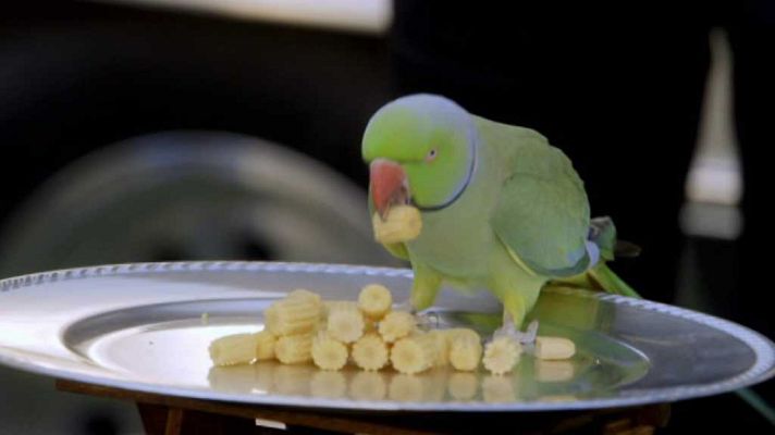 Brain Games - Los animales contra los humanos