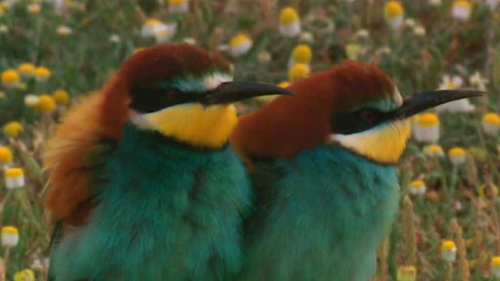 Unidos por el patrimonio - Doñana (España) - ver ahora