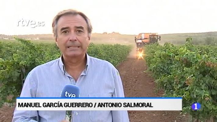  - Comienza la campaña de la vendima de la D.O "Montilla-Moriles"