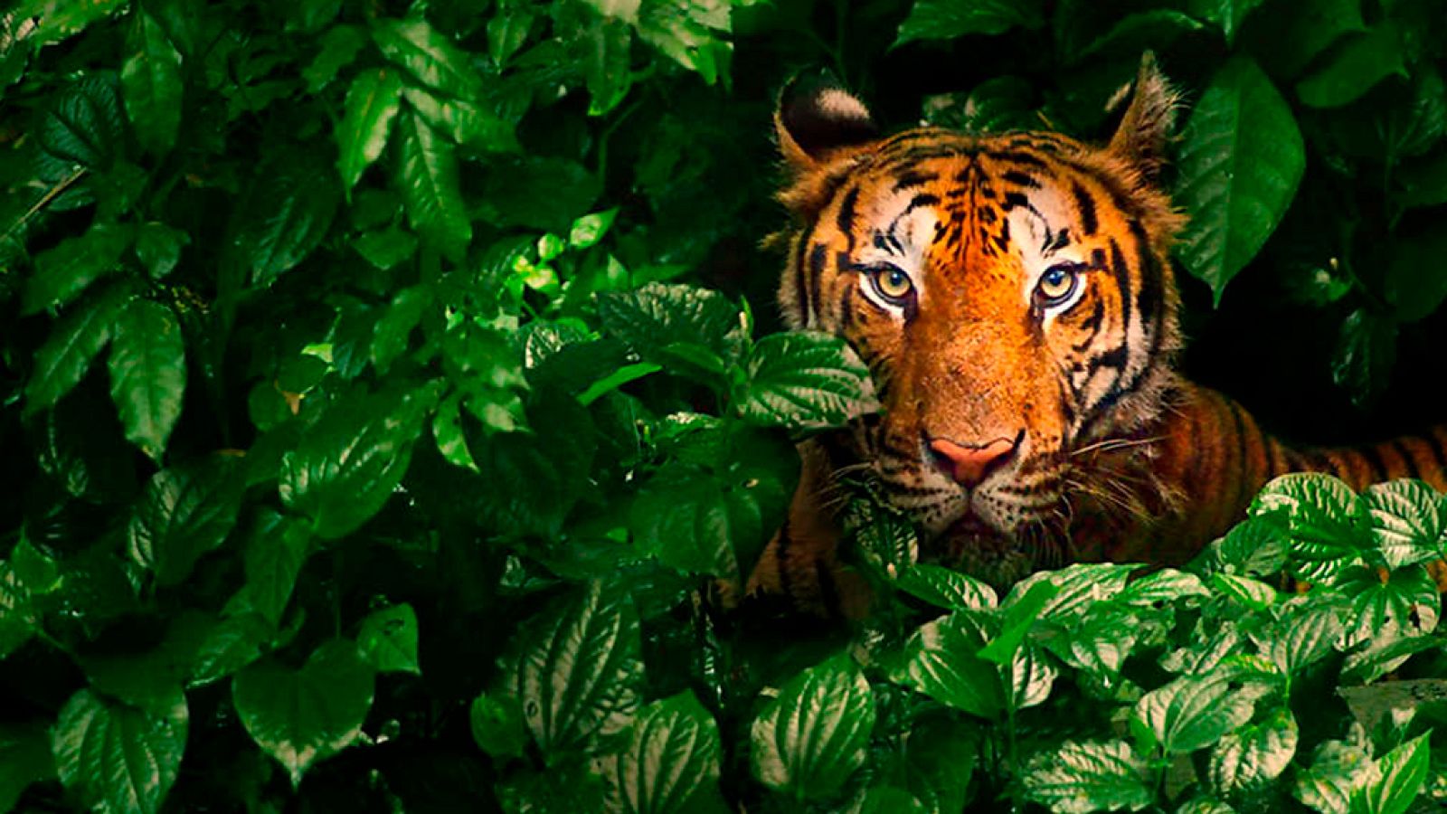 Grandes documentales - Tigre fugitivo - RTVE.es - Grandes documentales | Ver