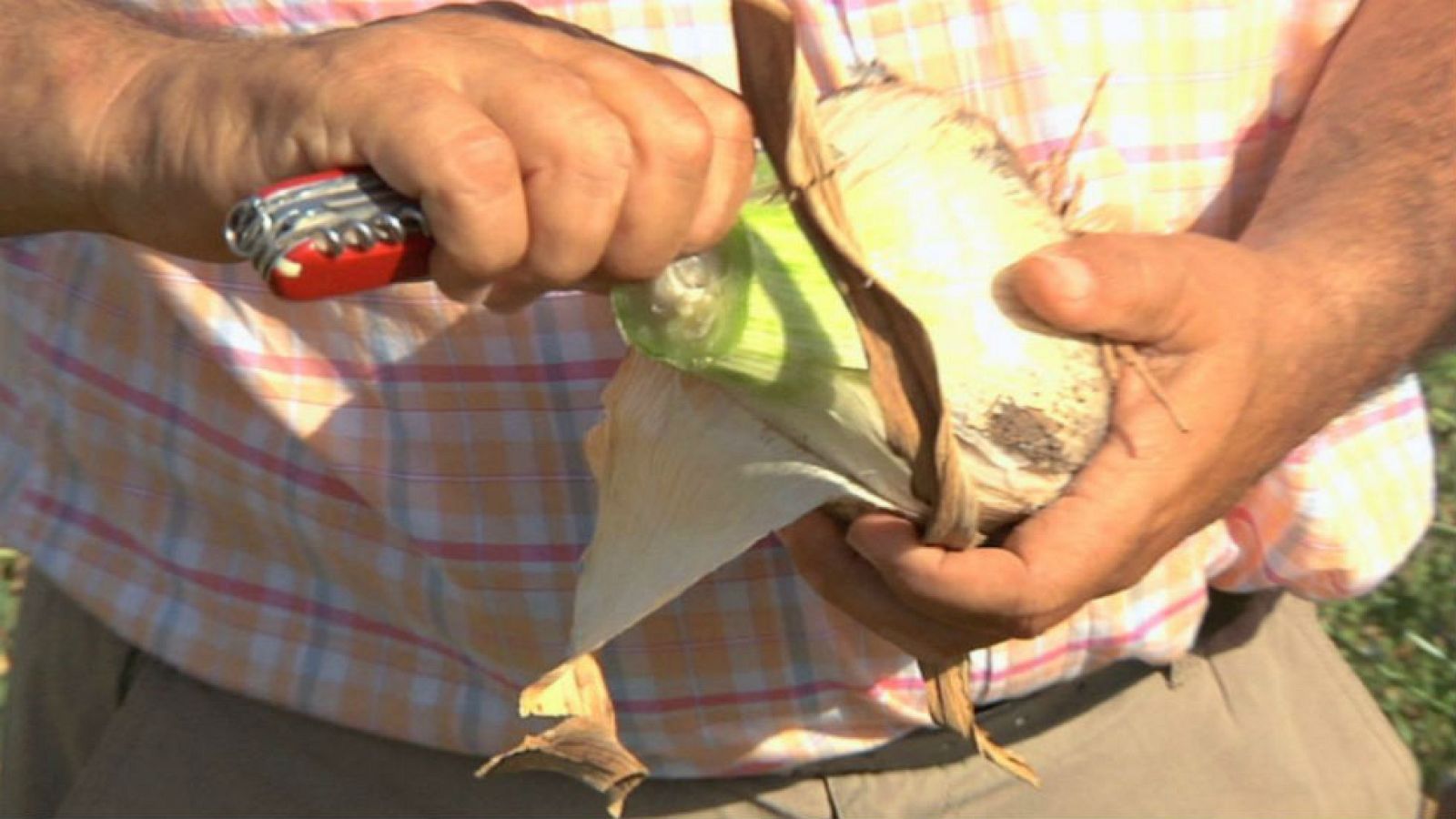 Un ajo ¡gigantesco!