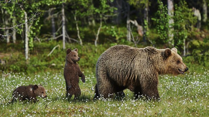 Grandes documentales - En los bosques de Escandinavia. 1ª parte