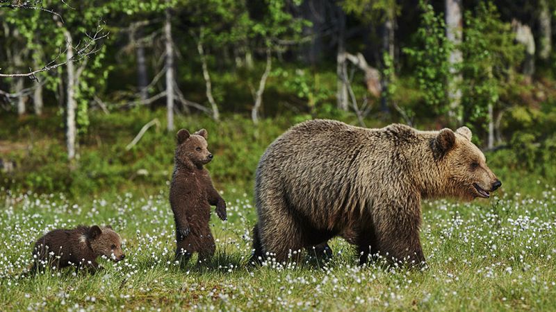 Grandes documentales - Una hermandad de osos: En los bosques de Escandinavia (1ª parte) - ver ahora