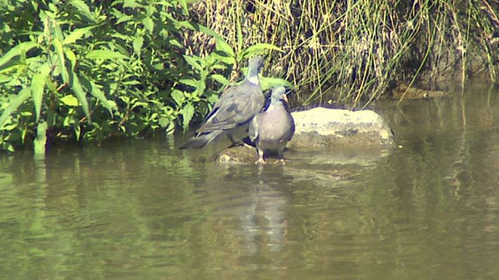 Informativo de Madrid - El Tiempo en la Comunidad de Madrid - 02/08/17