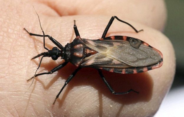 Ciencia y tecnología en Rtve.es - La enfermedad de Chagas