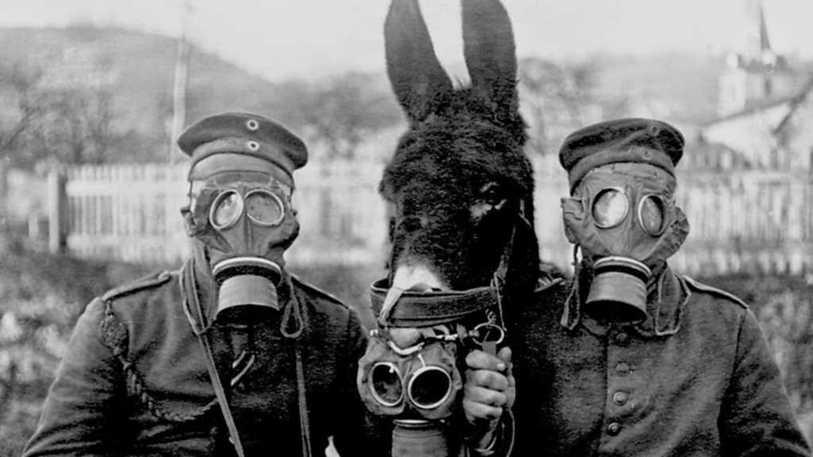 Documenta2 - Los animales en la Gran Guerra - ver ahora