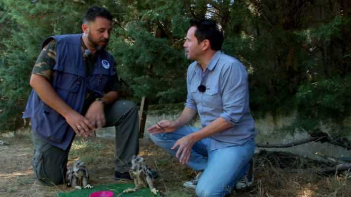 Aquí la Tierra - La impronta de las rapaces