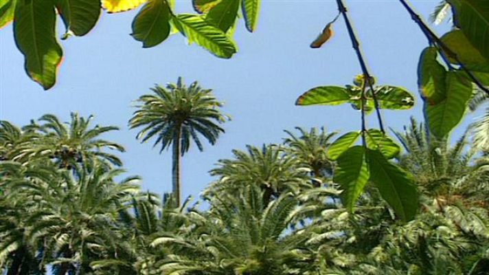 Senderos isleños - Ultimos palmeros