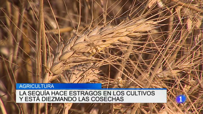 Informativo Telerioja - Telerioja en 2' - 03/08/17