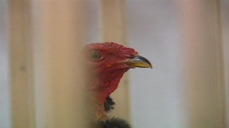 Senderos isleos - Rias de gallos I