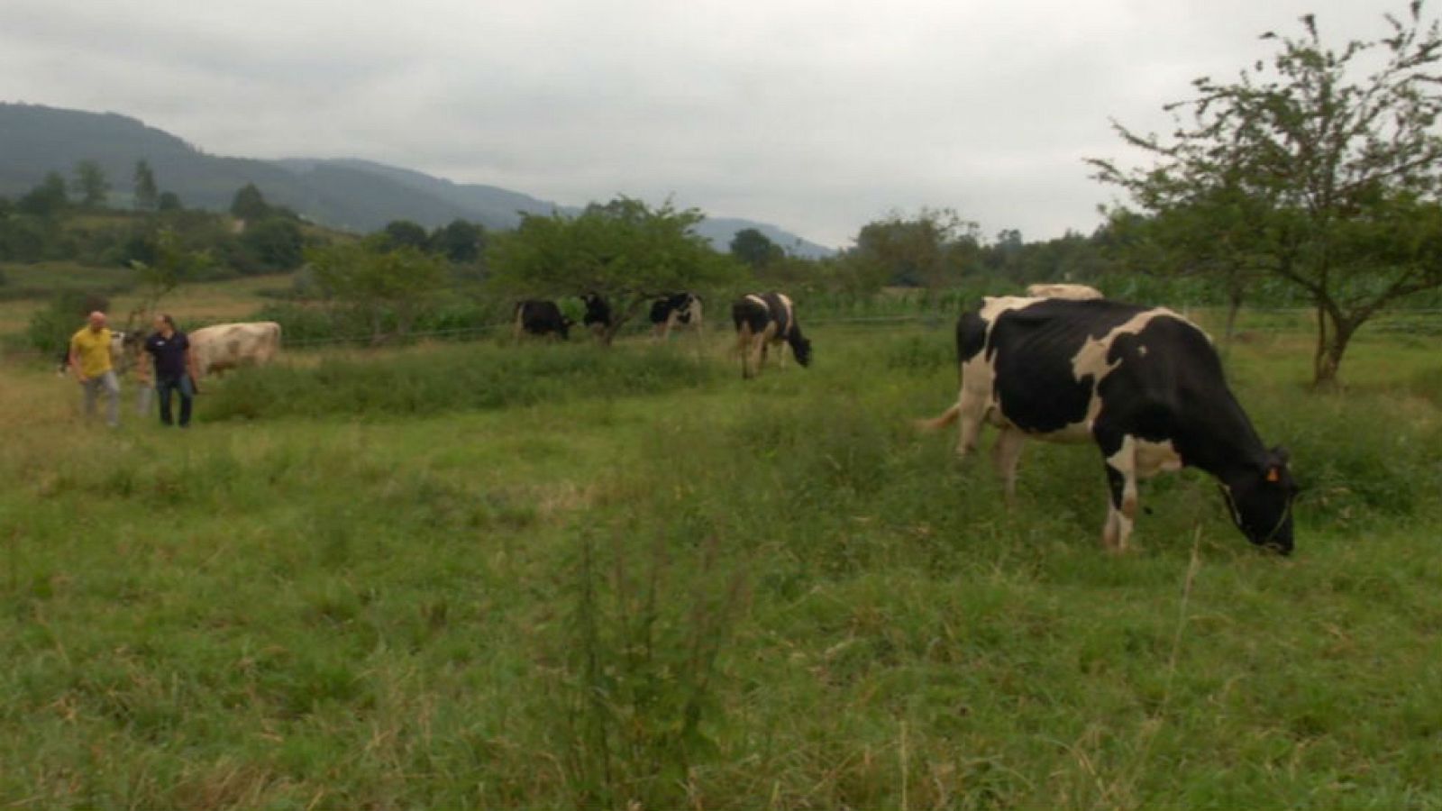 Leche de prados verdes