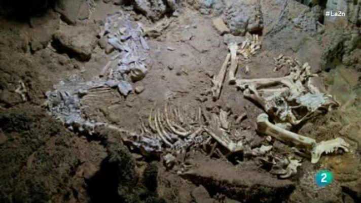 La 2 Noticias - La 2 Noticias - El león de las cavernas