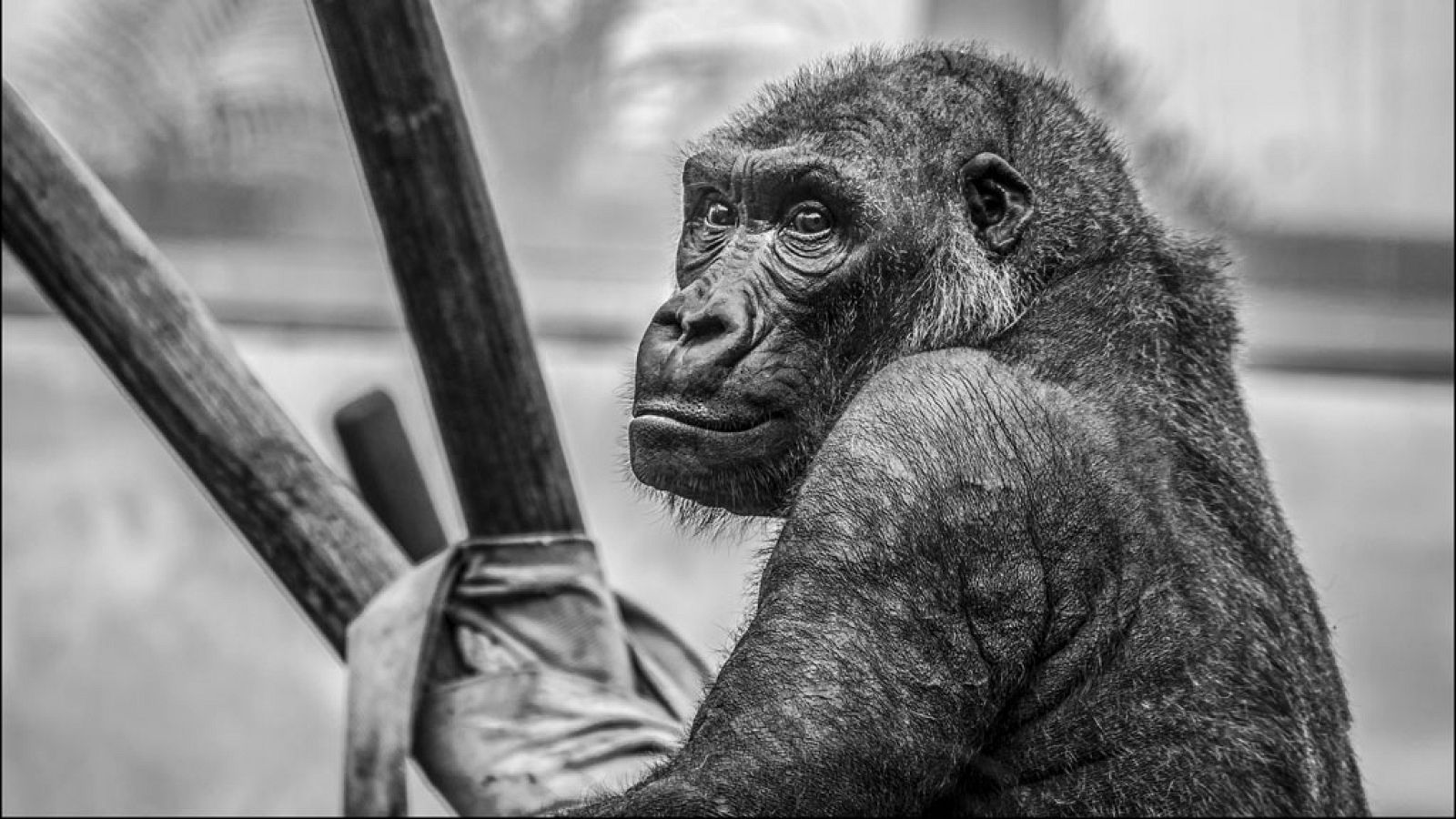 El zoo de Santillana del Mar cumple 40 años