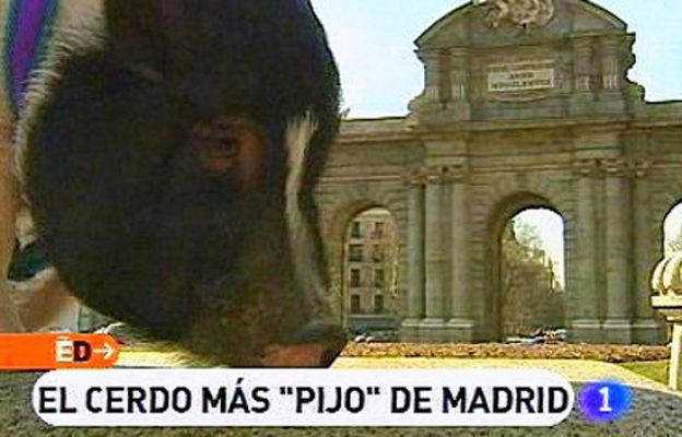 España Directo - El cerdo más 'pijo' de Madrid